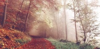 Wandern im Herbst